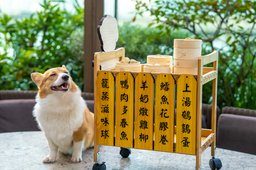 Complimentary Basket of Doggie Dimsum