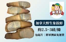 加拿大野生象拔蚌